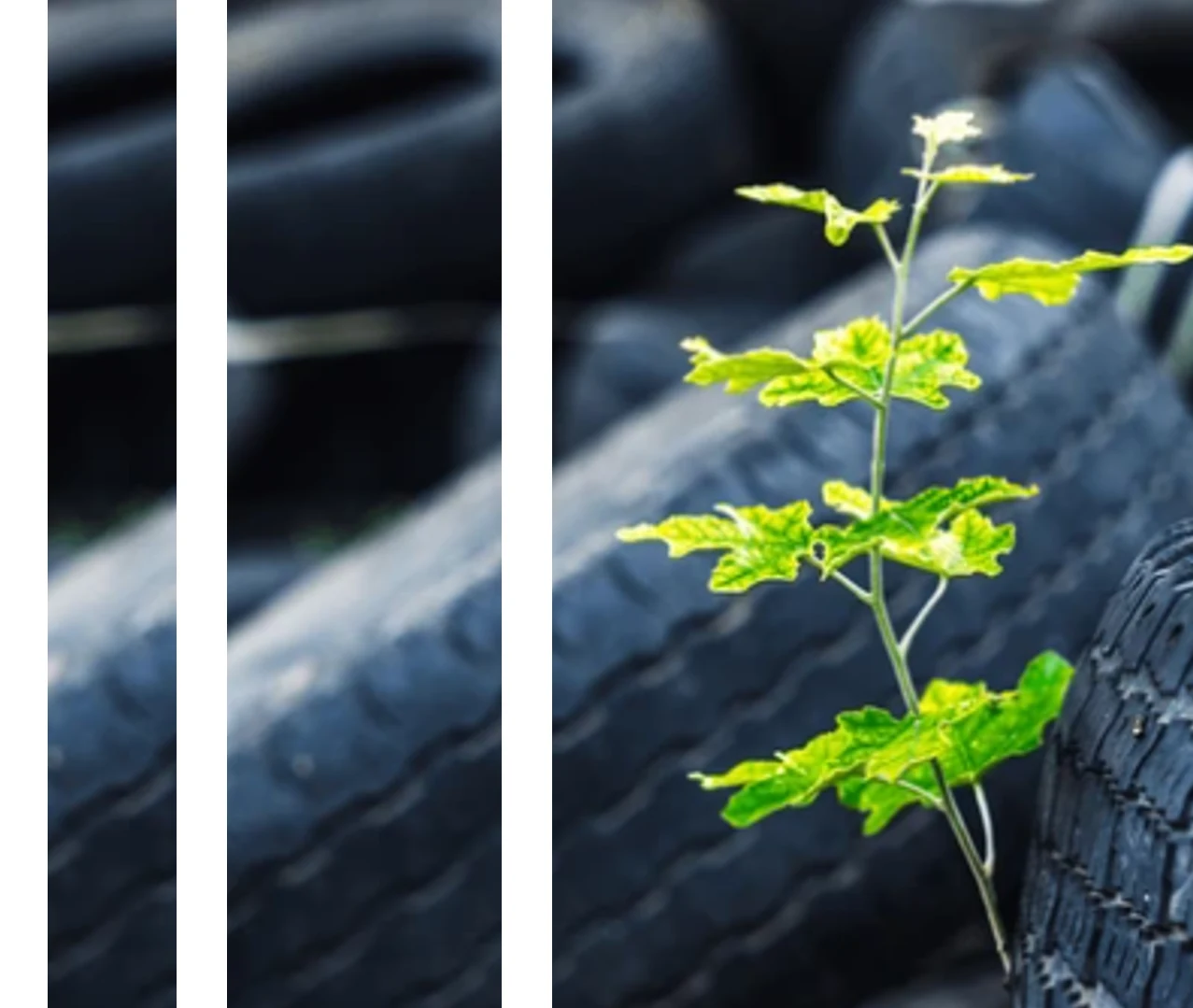 Tyres and a green plant representing circular tyre recovery